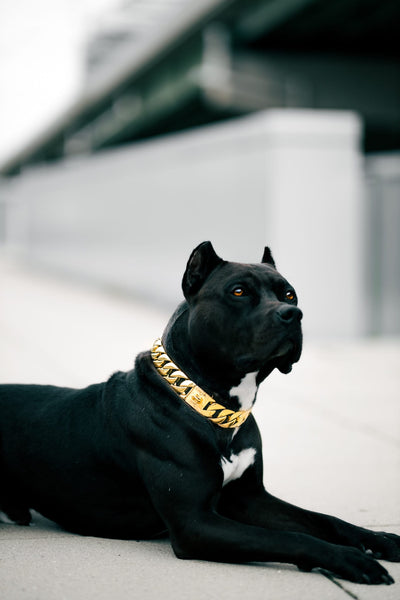 Gold Classic Cuban link Collar