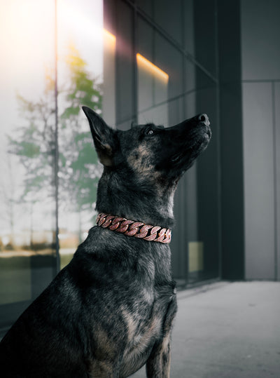 Rose Gold Pink Studded Collar