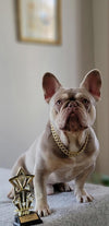 Gold Small Collar