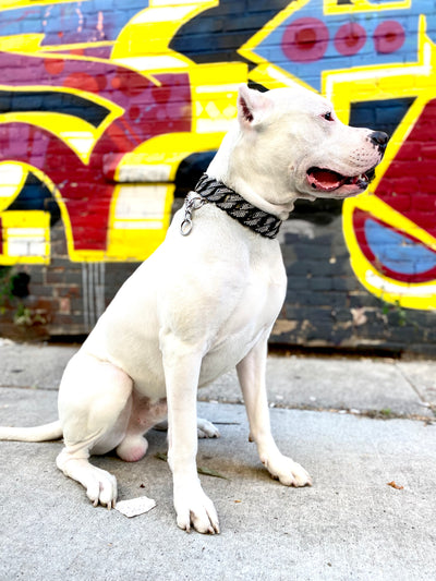 Black Studded Collar