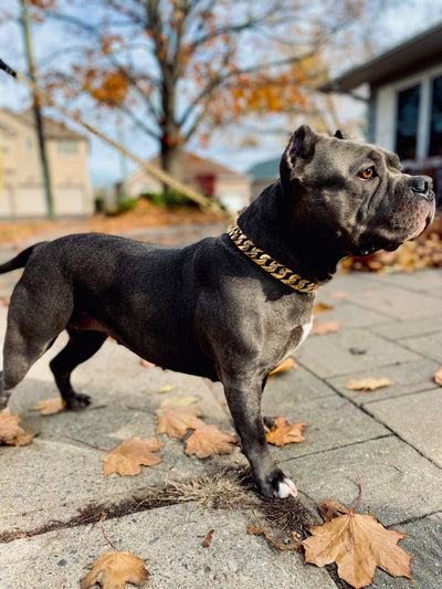 Gold Classic Cuban link Collar