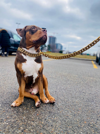 Gold Studded Collar