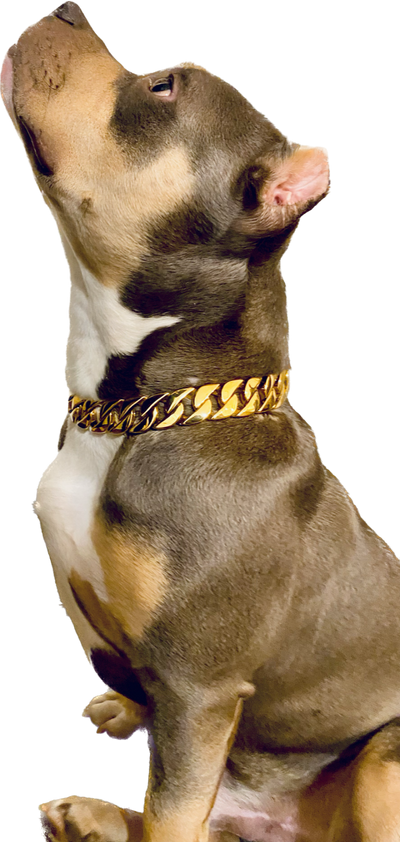 Gold Classic Cuban link Collar